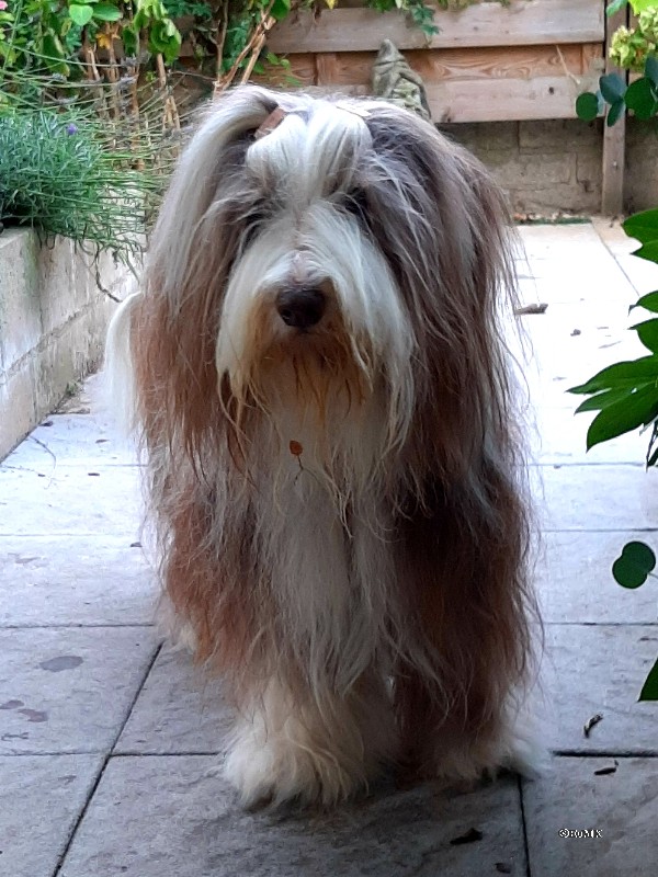 bearded collie Viviannelund Beardies Cassiopeia 14 jaar